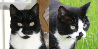 Rescue cats Olivia and Mercedes from Kims Kitties, Braintree, Essex, need a home