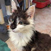 Rescue cat Sally from Clacton National Animal Trust, Clacton, Essex, Suffolk, needs a home