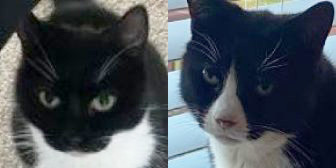 Rescue Cats Trevor & Coral, Pawz for Thought,  Sunderland needs a home