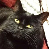 Rescue cat Willow from Cats Protection - Epping Forest, Essex, needs a home