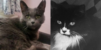 Rescue cats Bluebell and Llulla from Mitzi`s Kitty Corner, Totnes, Devon, need a home