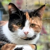 Rescue cat Kenzie, at Consett Cat Rescue, Durham, needs a new home