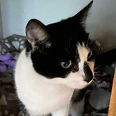 Rescue cat Splodge from Cat Action Trust 1977 - Leeds, Leeds, West Yorkshire, needs a home
