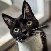 Rescue Cat Tigger, RSPCA - Macclesfield, South East Cheshire & Buxton, Macclesfield  needs a home