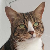 Rescue cat Tilly from Leicester Animal Aid, Leicester, Leicestershire, needs a home