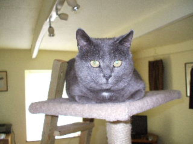 cats 052.jpg