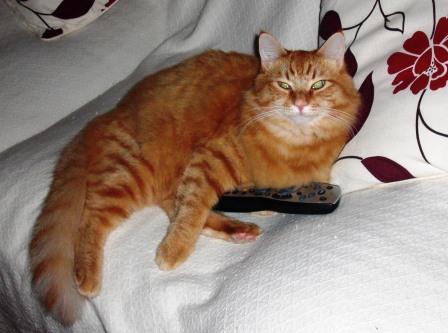Charlie remote 2.jpg