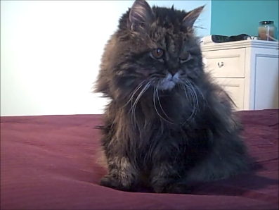 cat snapshot.png