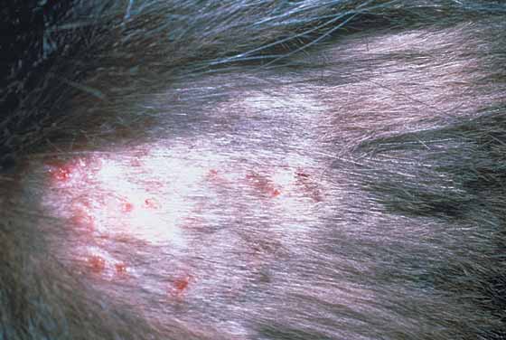 catmiliaryderma2.jpg