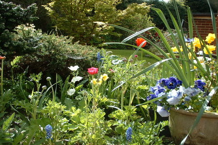 my garden.jpg