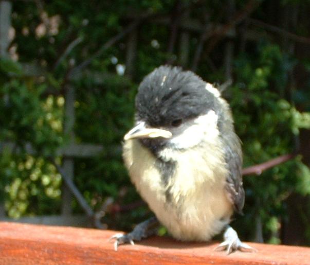 cyril the great tit baby.JPG