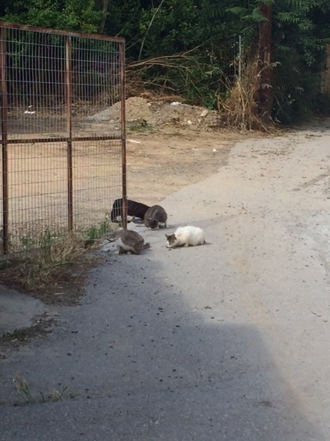 Aphi's Street and some of her old gang