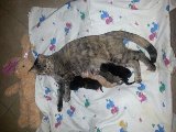 Our Cat Family.jpg