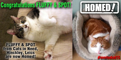 14_fluffy_spot_homed_forum.jpg