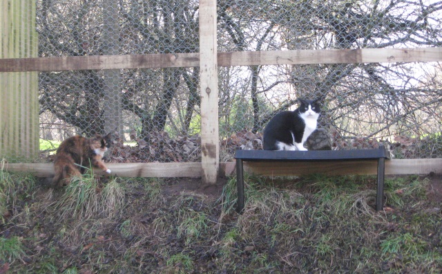 Cat shelf.jpg