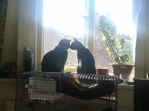 Window Kitties.jpg