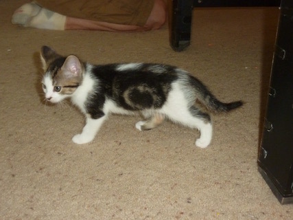 Cash, the Classic tabby and white boy. He is a bit of a baby at times, but very sweet and playful.