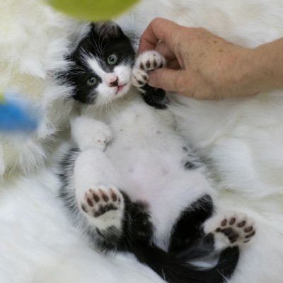 polydactyl cat.jpg