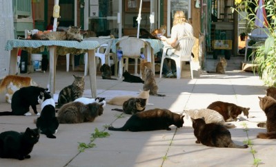 back courtyard - A Vandenbrink.jpg