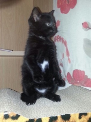 Meerkat Ezri.jpg