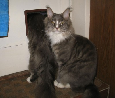 Frozen cat flap IMG_4092vs.jpg