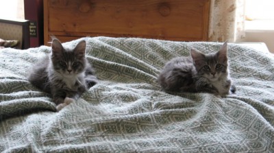 Kittens first day on bed 006.jpg