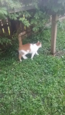 Peanut in his yard