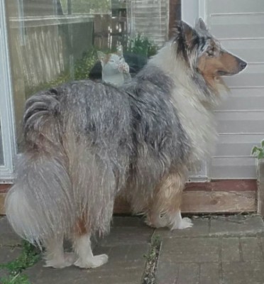 We have one dog, Trenton. Peanut wants in the yard too.