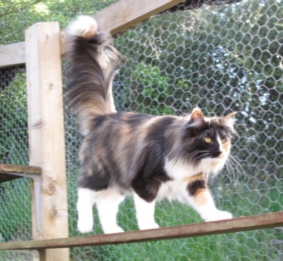 5 Ria walking plank.JPG