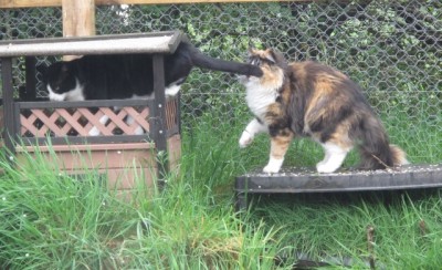 4 Rocky going to cathouse.JPG