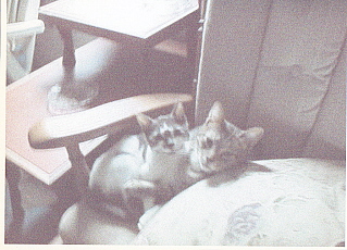 Baby Speedie and Willie.jpg