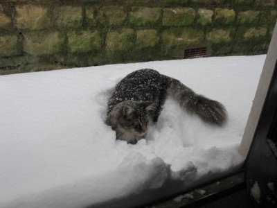 Tilly in snow IMG_4087.jpg