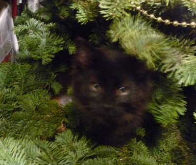 Freddie in the tree