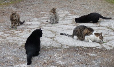 Catnip time with the family