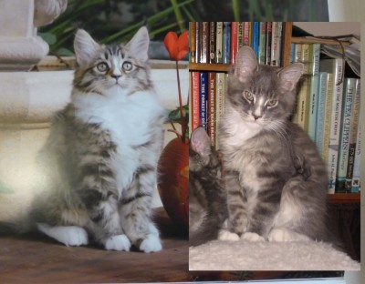 Badger and Calendar cat.jpg