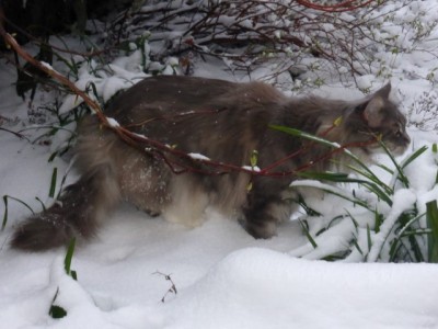 Tilly in snow P1140747.JPG