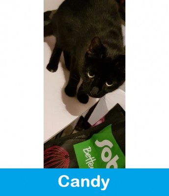 Candy