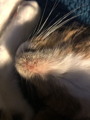 Now most blackheads cleared and patch has grown, chin seems redder close up