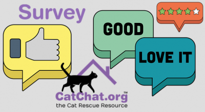 survey-catchat.png