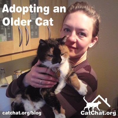 blog-older-cat-forum.jpg