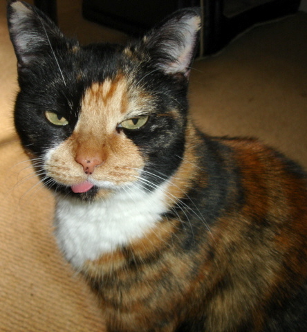This is Grumpy Nellie!