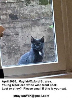 Straycat W1K  APRIL2020.jpg