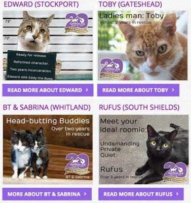 latest-campaign-cats.jpg