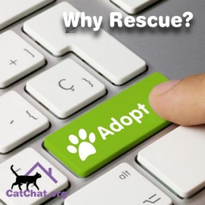 why-rescue-blog-forum.jpg