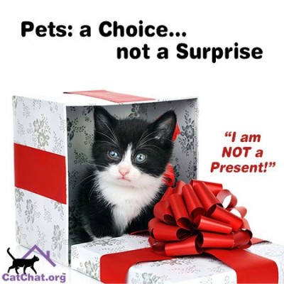 blog-pets-a-choice-forum.jpg