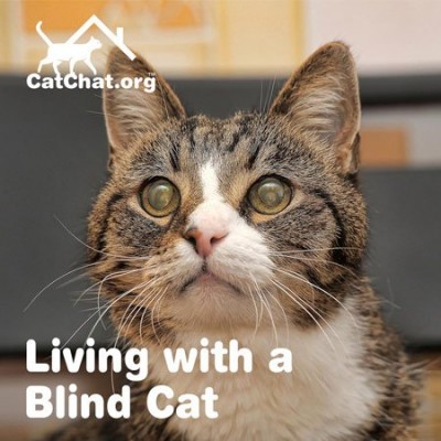 blog-blind-cat-forum.jpg