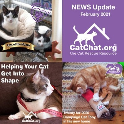 cat-chat-feb-news-forum.jpg
