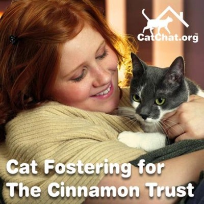 blog-cat-fostering-forum.jpg