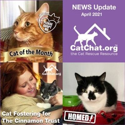 april-news-catchat.jpg