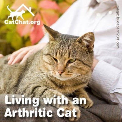 arthritic-cat-blog-forum.jpg